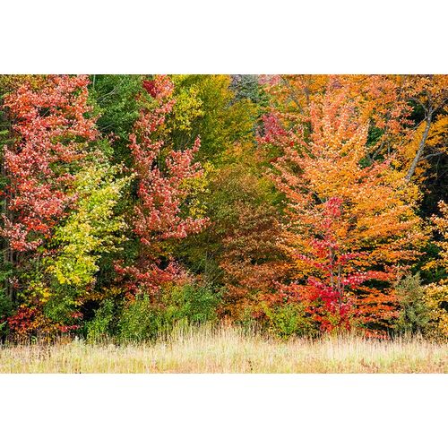 Jones, Allison 아티스트의 USA-Vermont-Morrisville Lyle McKee Road-fall foliage작품입니다.